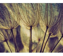 Картина на стекле Декоретто Воздушный одуванчик GS 9008 Декор