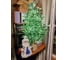 Искусственная ель National Tree Company Сиера 90 см СР-90 12