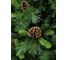 Искусственная ель BEATREES Primula 2,4 м 1020824 3