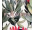 Набор подарочный Этель Flowers: полотенце 40x73 см, лопатка 9322771 5
