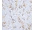 Комплект постельного белья Этель дуэт, Beige flowers, 143х215 см - 2 шт., 214х240 см, 50х70 см - 2 шт., мако-сатин 114 г/м2 9947011 6