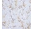 Комплект постельного белья Этель евро, Beige flowers, 200х217 см, 214х240 см, 50х70 см - 2 шт., мако-сатин 114 г/м2 9947010 5