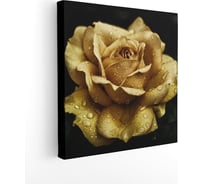Картина на холсте Симфония Золотая Роза 30x30 см 1-169