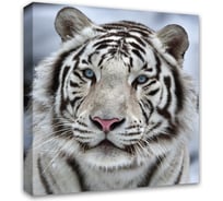 Картина на холсте Симфония Бенгальский тигр 40x40 см 1-038