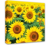 Картина на холсте Симфония В подсолнухах 40x40 см 1-046