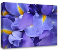 Картина на холсте Симфония Ирисы 40x50 см 1-070