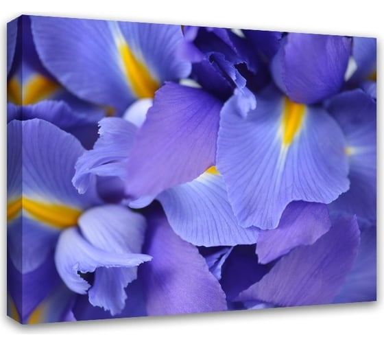 Картина на холсте Симфония Ирисы 40x50 см 1-070 1