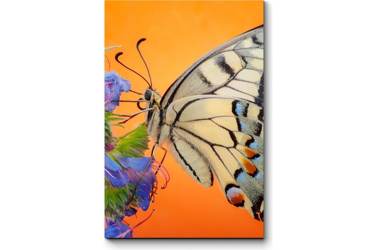 Картина Picsis Бархатная красотка 876-11361864 - выгодная цена, отзывы ...