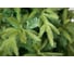 Ель GREENTREES Форесто Премиум 120см ГТ300-555 3