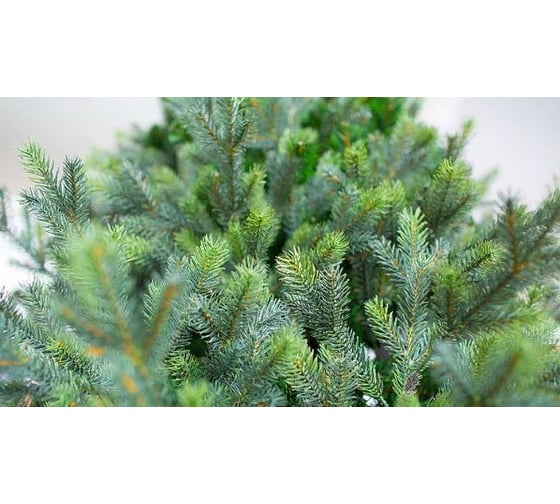 Ель GREENTREES Грацио Премиум 240см ГТ307-929