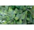 Ель GREENTREES Грацио Премиум 240см ГТ307-929 2