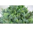 Ель GREENTREES Грацио Премиум 240см ГТ307-929 3
