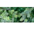 Ель GREENTREES Грацио Премиум 240см ГТ307-929 5