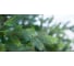 Ель GREENTREES Грацио Премиум 240см ГТ307-929 7