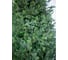 Ель GREENTREES Грацио Премиум 240см ГТ307-929 8