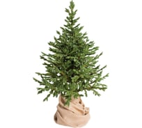 Ель GREENTREES Датская Премиум 120см ГТ156-242