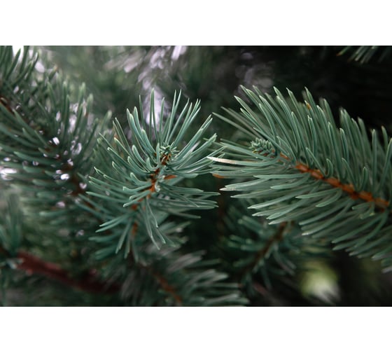 Сосна CRYSTAL TREES Хилтон зелено-голубая, 250 см KP1225