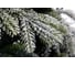 Ель CRYSTAL TREES Гарда заснеженная 240см. KP3024 2