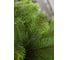 Сосна CRYSTAL TREES Швейцарская 225 см KP9422 2