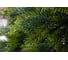 Ель CRYSTAL TREES Атланта Премиум зеленая 210 см KP1021 2