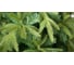 Ель CRYSTAL TREES Маттерхорн 180 см KP3518 2