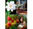 Декоративный ароматизатор Breesal Aromatherapy Внутренняя гармония (8) ARST/005 4