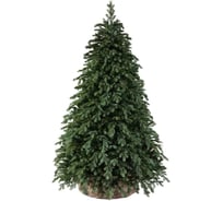 Ель Triumph Вирджиния 125 см 73570