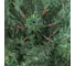 Ель Royal Christmas Georgia Premium PVC/PE, 180 см 290180 4