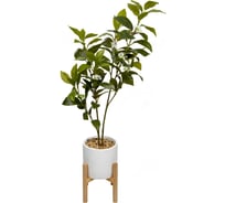 Дерево ВеЩицы в цементном горшке с подставкой из МДФ, Д140 Ш140 В790 Mia8