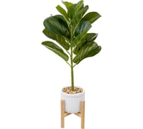 Фикус ВеЩицы в цементном горшке с подставкой из МДФ, Д140 Ш140 В690 Mia7