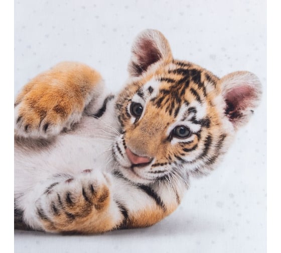 Комплект постельного белья Этель 1,5 сп Little tiger 143x215 см, 150x214 см, 50x70 см -1 шт, 100% хлопок, бязь 7582916