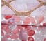 Комплект постельного белья Mona Liza Coral 1.5 спальный 50x70 см 2 шт сатин 5048/0064 10