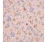 Комплект постельного белья LoveLife 2 спальный Summer mood 175х215 см, 200х225 см, 50х70 см, 2 шт, 100% хлопок, сатин, 125 г/кв.м 10416692 3