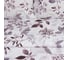 Комплект постельного белья Экономь и Я евро Spring morning 200х215 см, 200х215 см, 50х70 см, 2 шт, полисатин, 80 г/кв.м 10624074 2