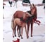 Комплект штор для кухни Этель с подхватами Нorse family 145х180 см - 2 шт, габардин 10420182 12