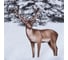 Комплект постельного белья Этель евро Snow forest 200х215 см, 220х240 см, 70х70 см - 2 шт, поплин 7673985 3