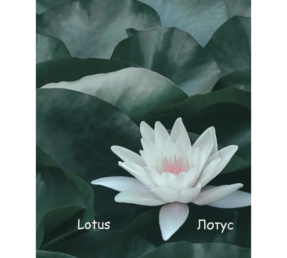 Благовония HEM Precious LOTUS Драгоценны Лотос 20 палочек 61-PLO