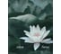 Благовония HEM Precious LOTUS Драгоценны Лотос 20 палочек 61-PLO 2