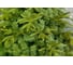 Ель Magic Company Эвита 1.8 м 51164 2