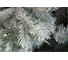 Ель CRYSTAL TREES Мольвено в снегу с вплетенной гирляндой, 185 см KP7185SL 2