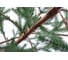 Ель CRYSTAL TREES БОРГО зеленая с шишками, 180 см KP16180 4