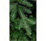 Ель CRYSTAL TREES Усадебная 185 см KP5185 2
