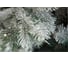 Ель CRYSTAL TREES Мольвено в снегу с вплетенной гирляндой, 155 см KP7155SL 2