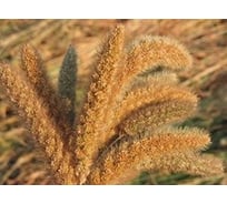 Коробка 6 букетов Стильный Дом Могара h 60 см 65125