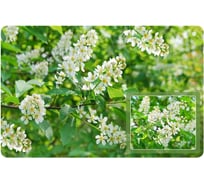 Салфетка МУЛЬТИДОМ Черёмуха 39х25 см FJ51-3