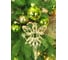 Искусственная ель BEATREES Лаура 1.5 м 1035515 11