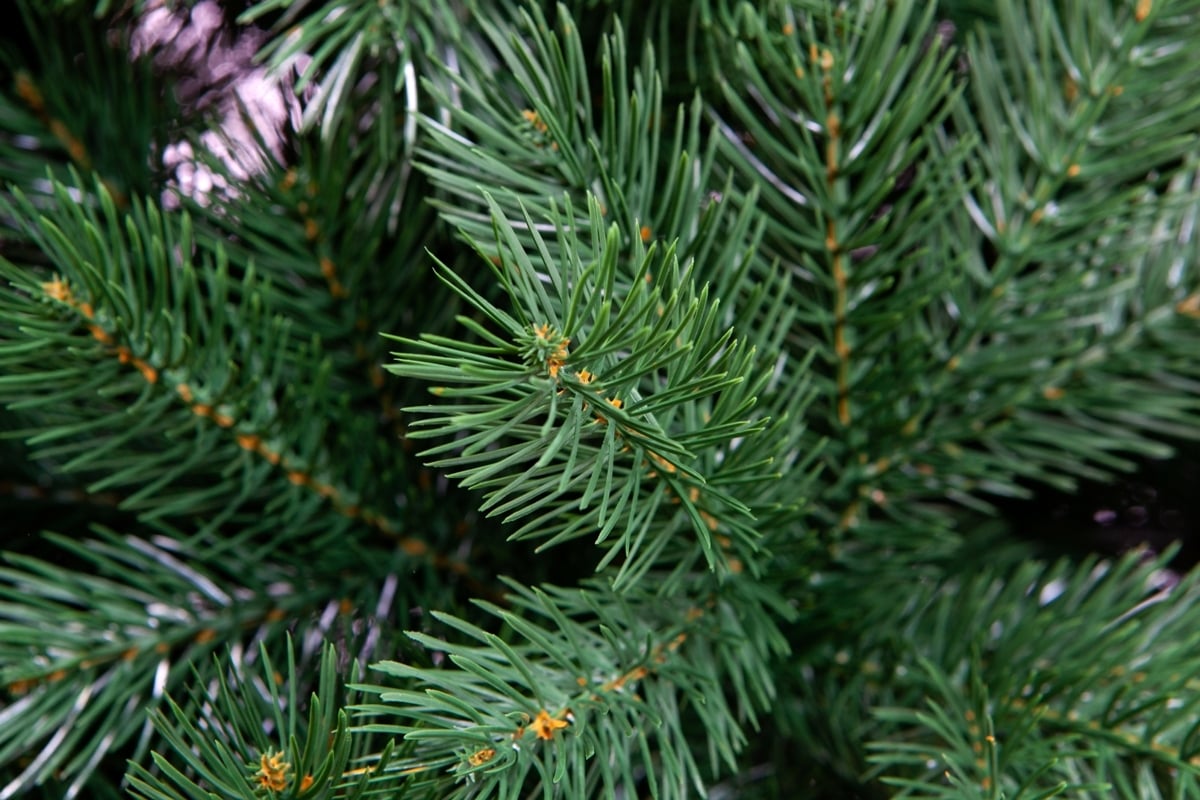 Crystal trees. Triumph Tree ель Вирджиния 2.15. Искусственная елка Вирджиния. Елка Вирджиния 210 литая купить.