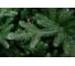 Ель CRYSTAL TREES ПЕРСЕЯ 250 см KP11250 2