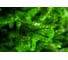 Ель CRYSTAL TREES ПРОВАНС 215 см KP25215 3