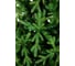 Ель CRYSTAL TREES МЕЛЬБУРН 185 см KP28185 2